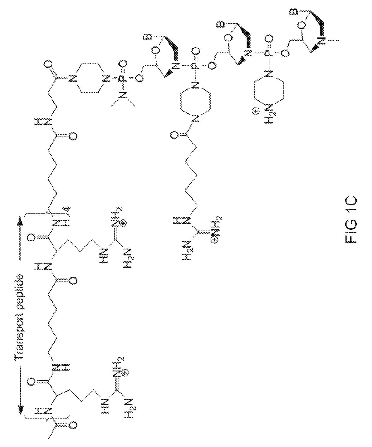 Antisense-induced exon exclusion in type vii collagen