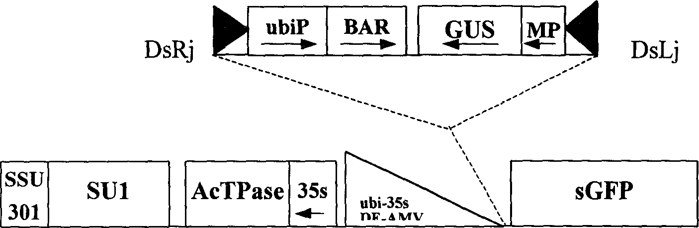 Method for large-scale inducing plant gene mutation