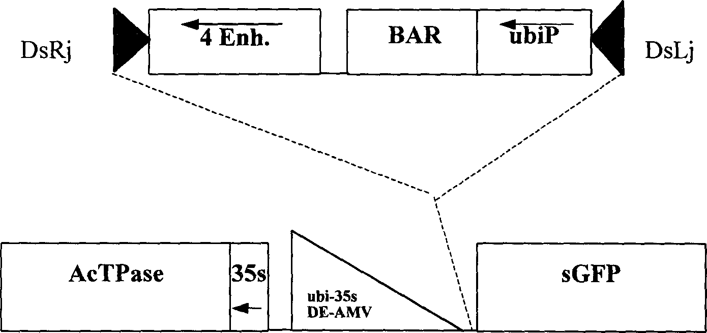 Method for large-scale inducing plant gene mutation