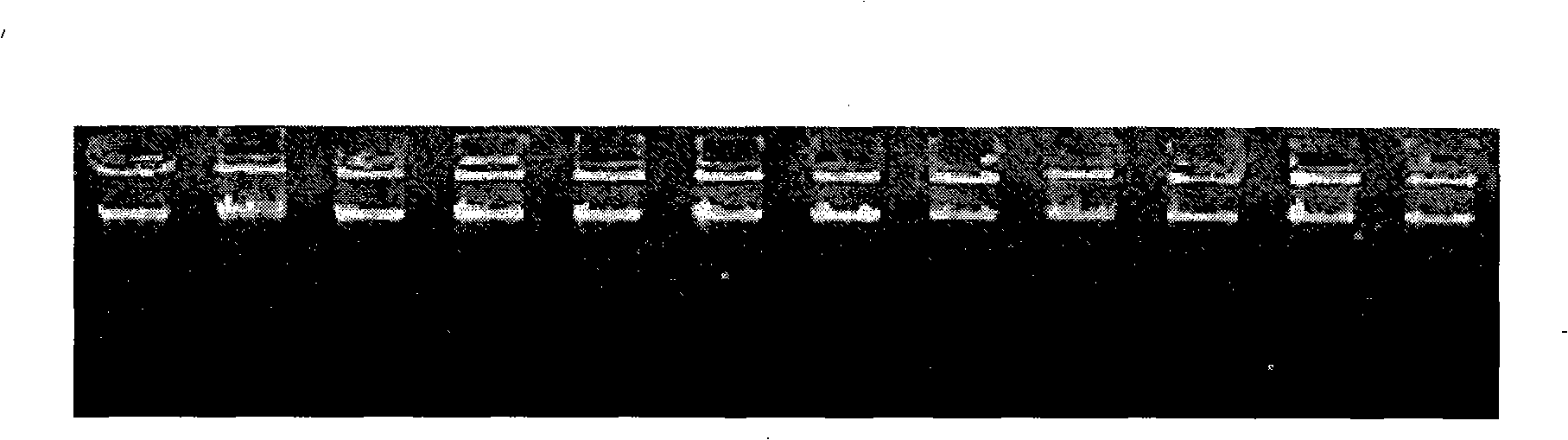 Amplification primer for PCR-mtDNA test of total chicken origin