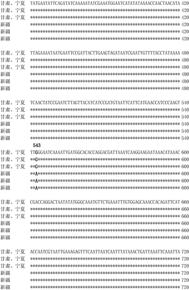 Method for identifying Lygus pratensis populations by mitochondrial molecular markers