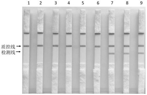 Bovine theileriosis detection kit