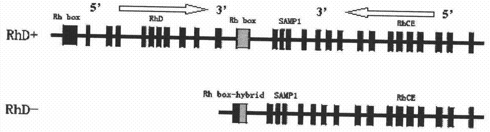 Multiplex polymerase chain reaction (PCR) method and kit for detecting human RhD blood type genotypes