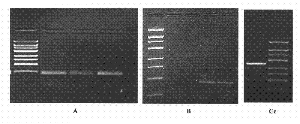 Multiplex polymerase chain reaction (PCR) method and kit for detecting human RhD blood type genotypes