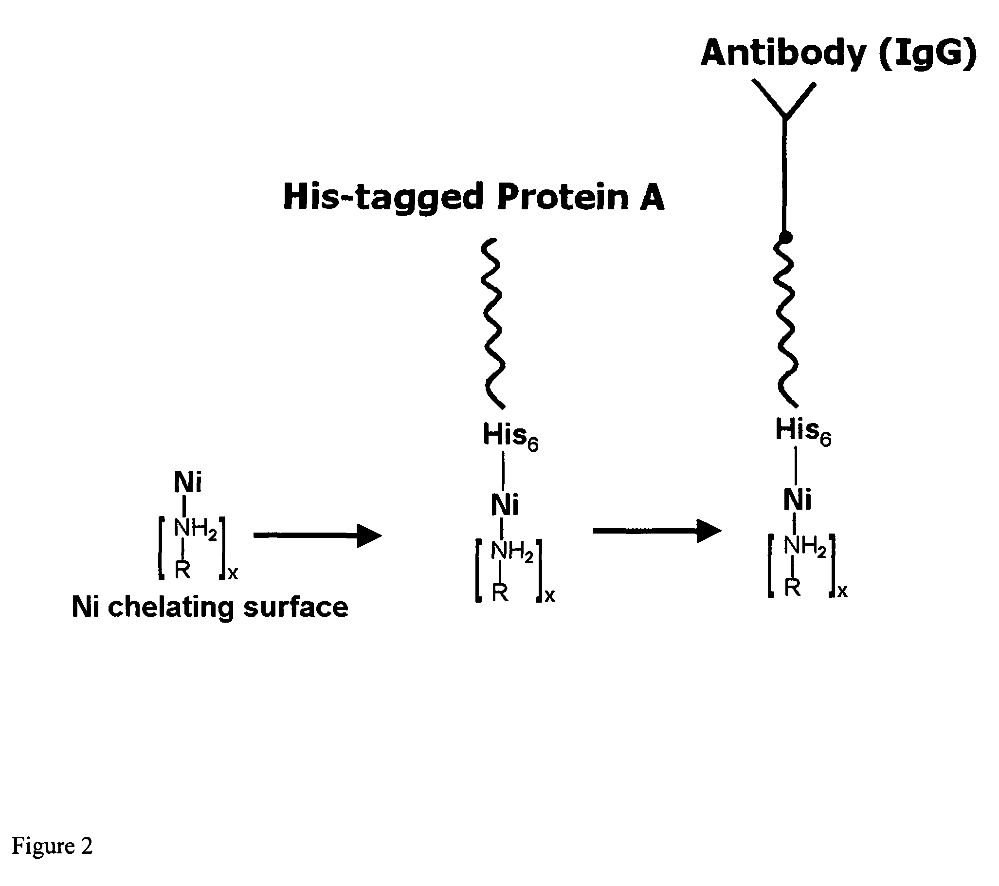 Affinity membrane for capture of a target biomolecule and formation thereof by site-directed immobilization of a capture biomolecule