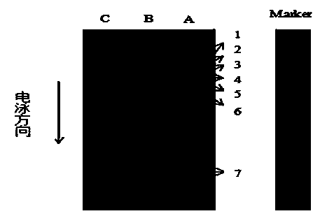 Functional gel and preparation method thereof