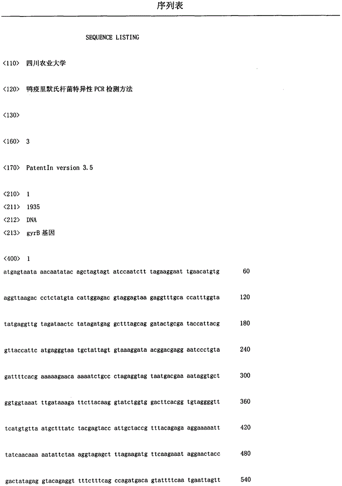 Specific PCR detection method of Riemerella anatipestifer