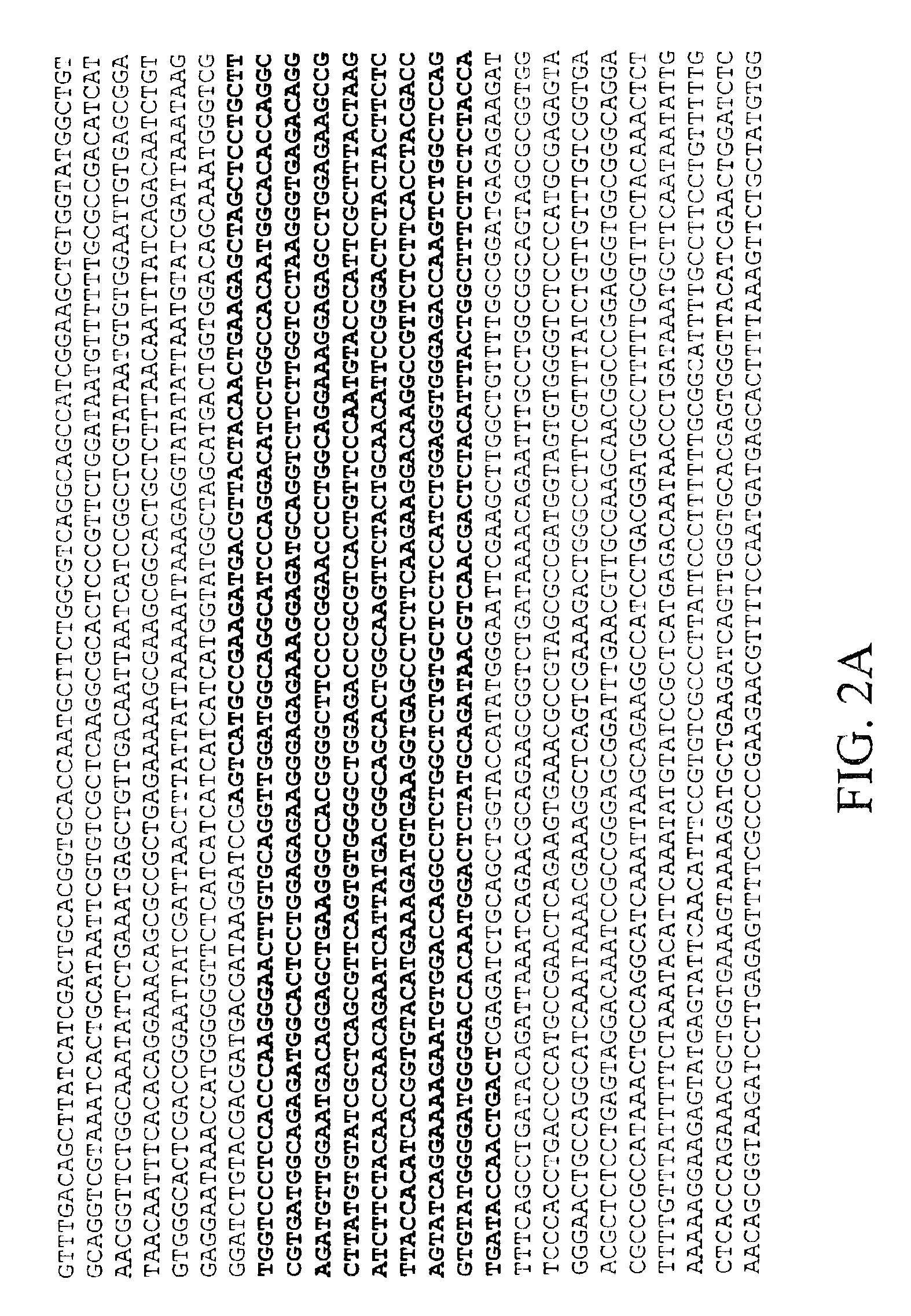 OBG3 globular head and uses thereof for decreasing body mass