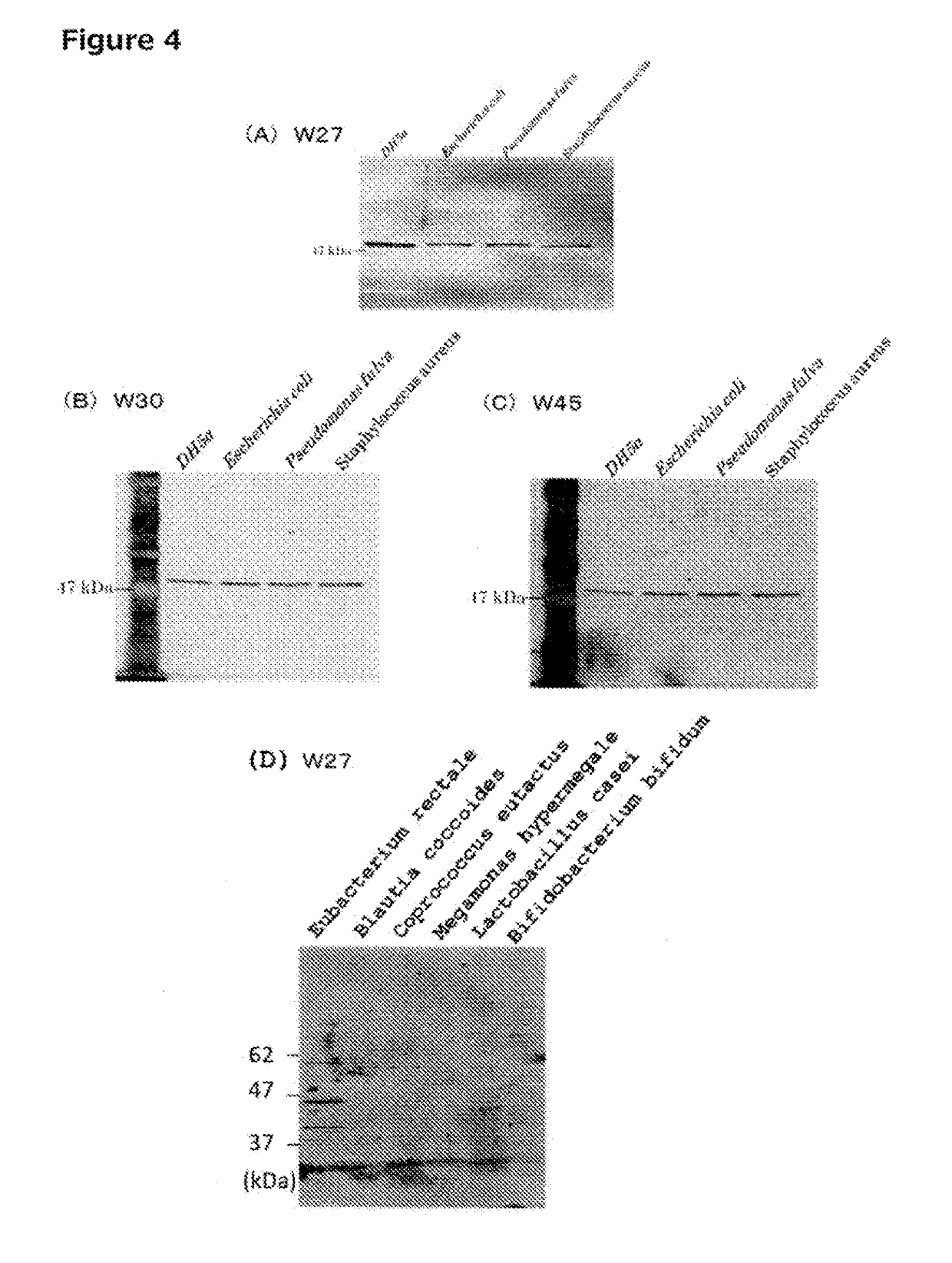 Method for producing monoclonal IgA antibody