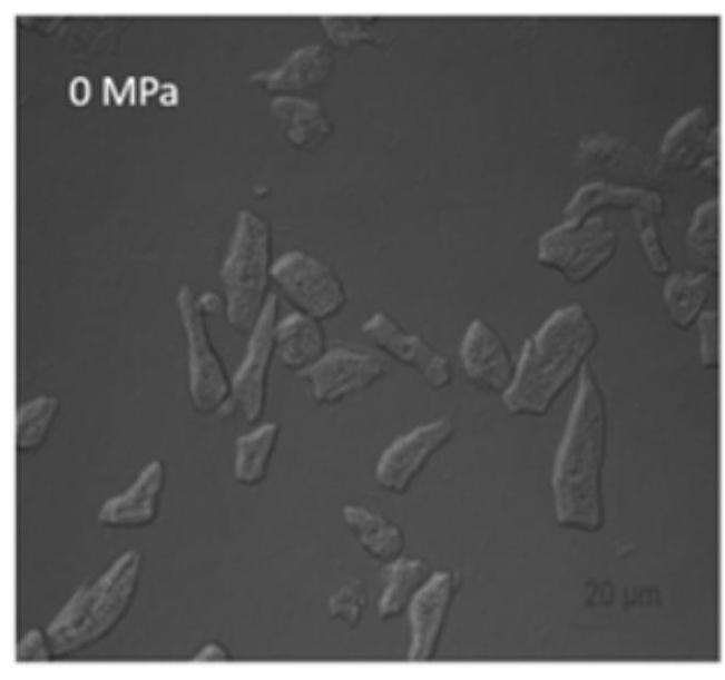 A kind of pickering emulsion that utilizes ginkgo husk cellulose to stabilize and preparation method thereof