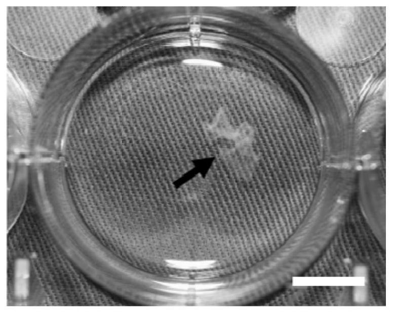 An assembled cell-derived extracellular matrix membrane composite bone repair material and its preparation method and application