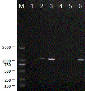 Porcine epidemic diarrhea virus attenuated vaccine strain and its culture method and use