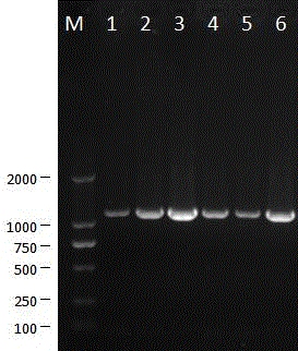 Porcine epidemic diarrhea virus attenuated vaccine strain and its culture method and use