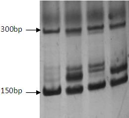 Method for discriminating Chinese milk vetch variety by using SSR (Simple Sequence Repeat)fingerprint spectrum