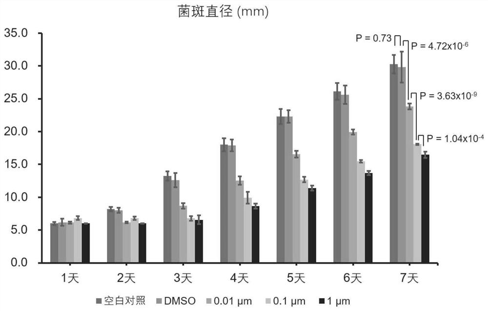 Application of rapamycin in inhibiting growth of penicillium citrinum