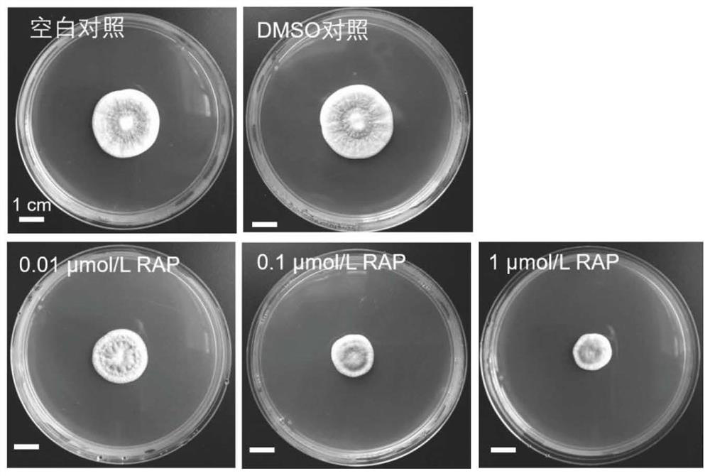 Application of rapamycin in inhibiting growth of penicillium citrinum