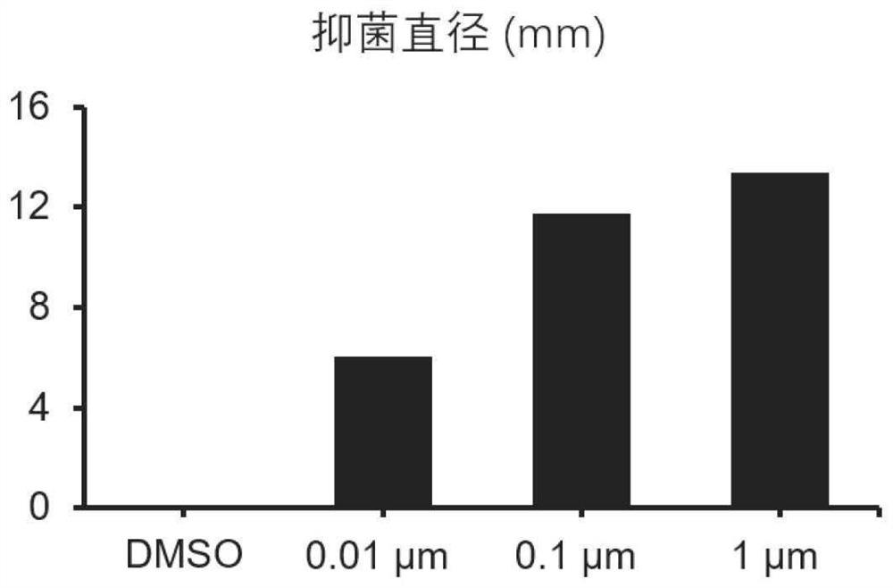 Application of rapamycin in inhibiting growth of penicillium citrinum