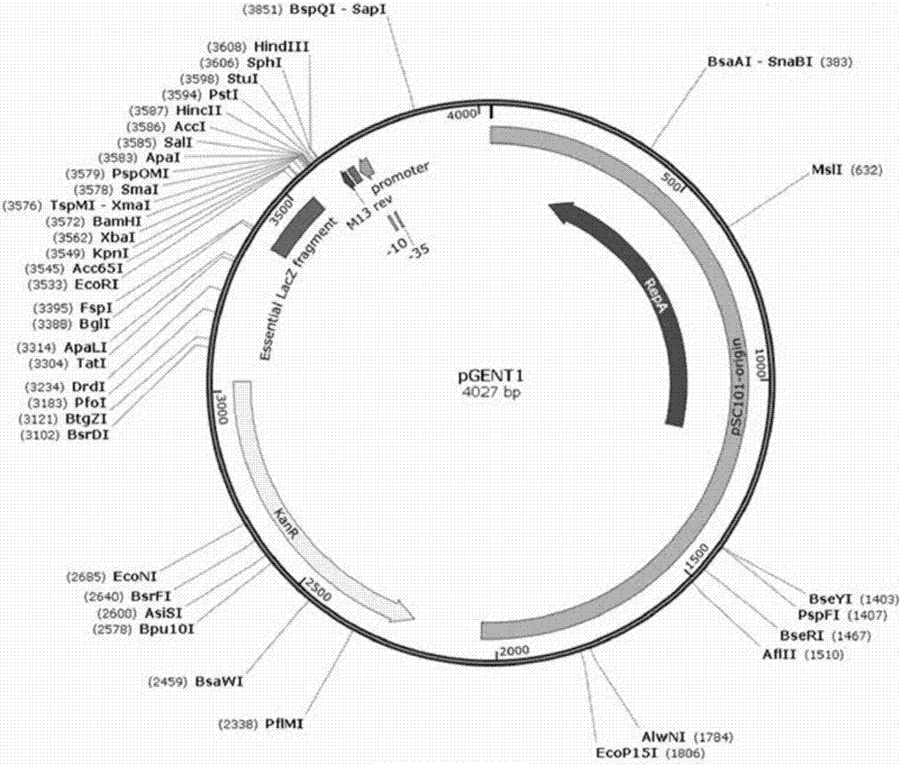 Modified plasmid replicon and application thereof