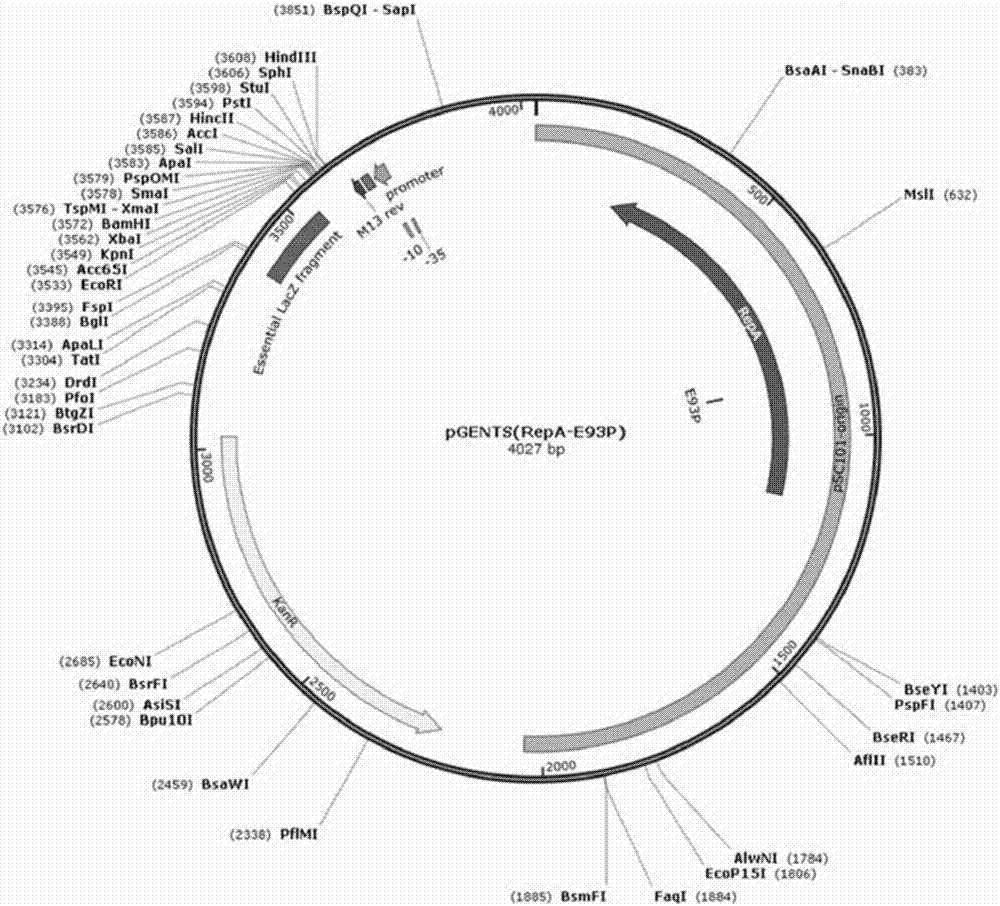 Modified plasmid replicon and application thereof