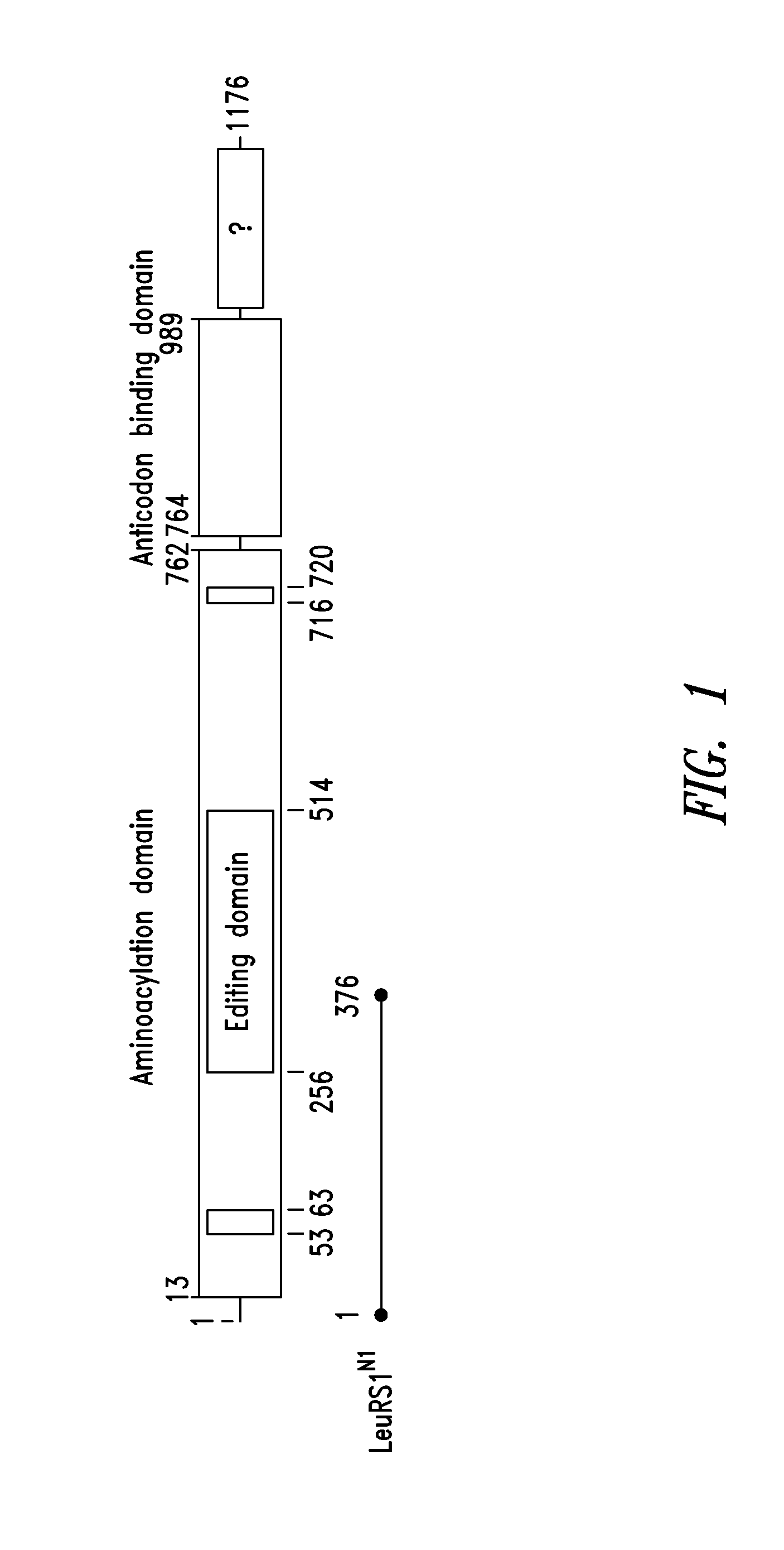 Innovative discovery of therapeutic, diagnostic, and antibody compositions related to protein fragments of leucyl-trna synthetases