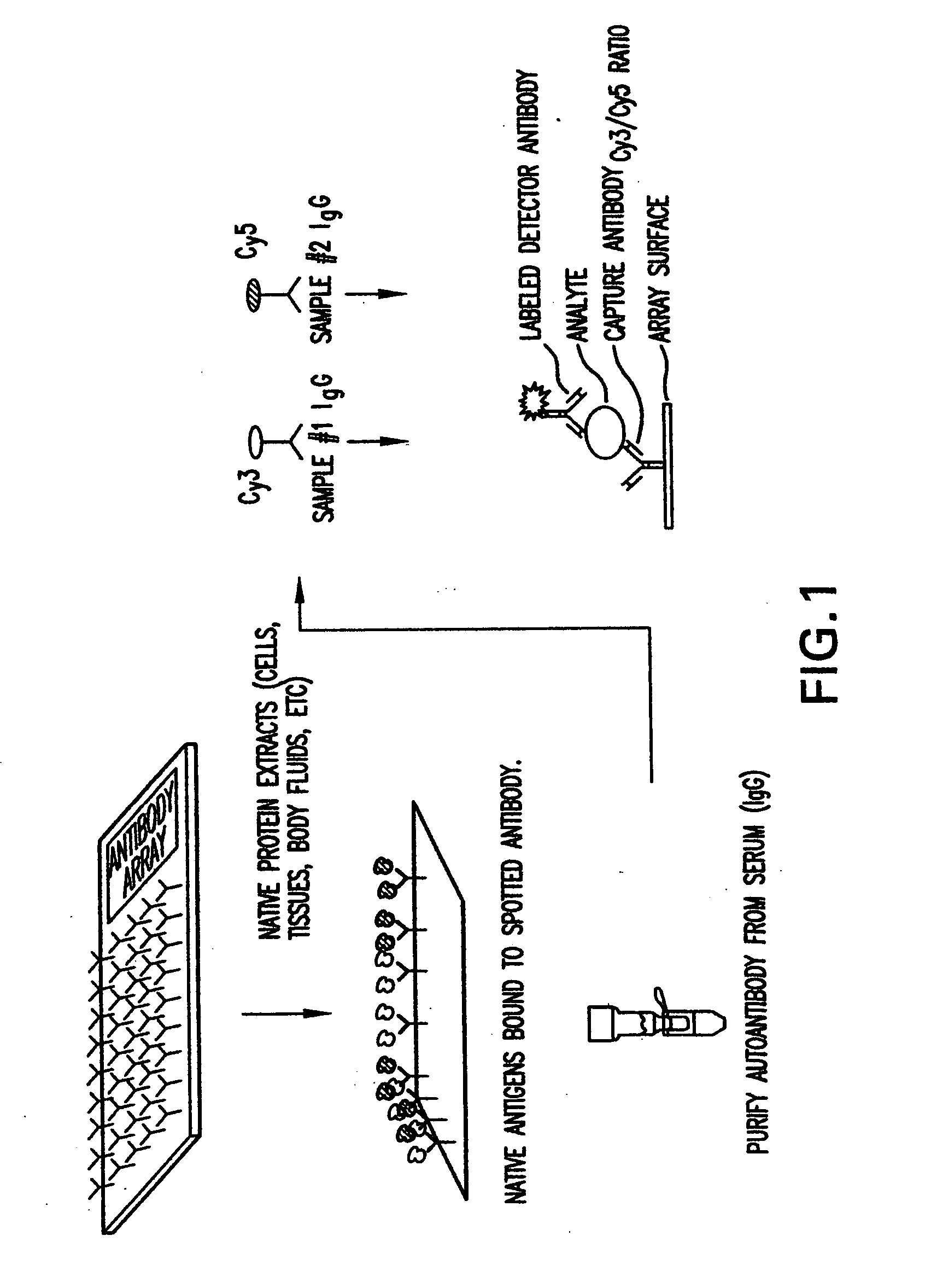 Tumor associated markers in the diagnosis of prostate cancer