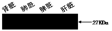 Method for efficiently extracting sheep viscus tissue protein