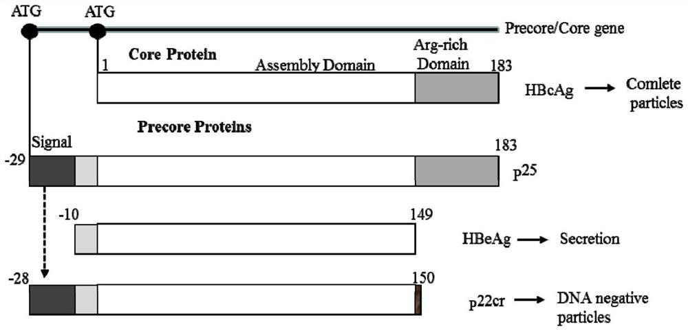 Sample pretreatment solution and kit for combined detection of hepatitis B virus core-related antigens