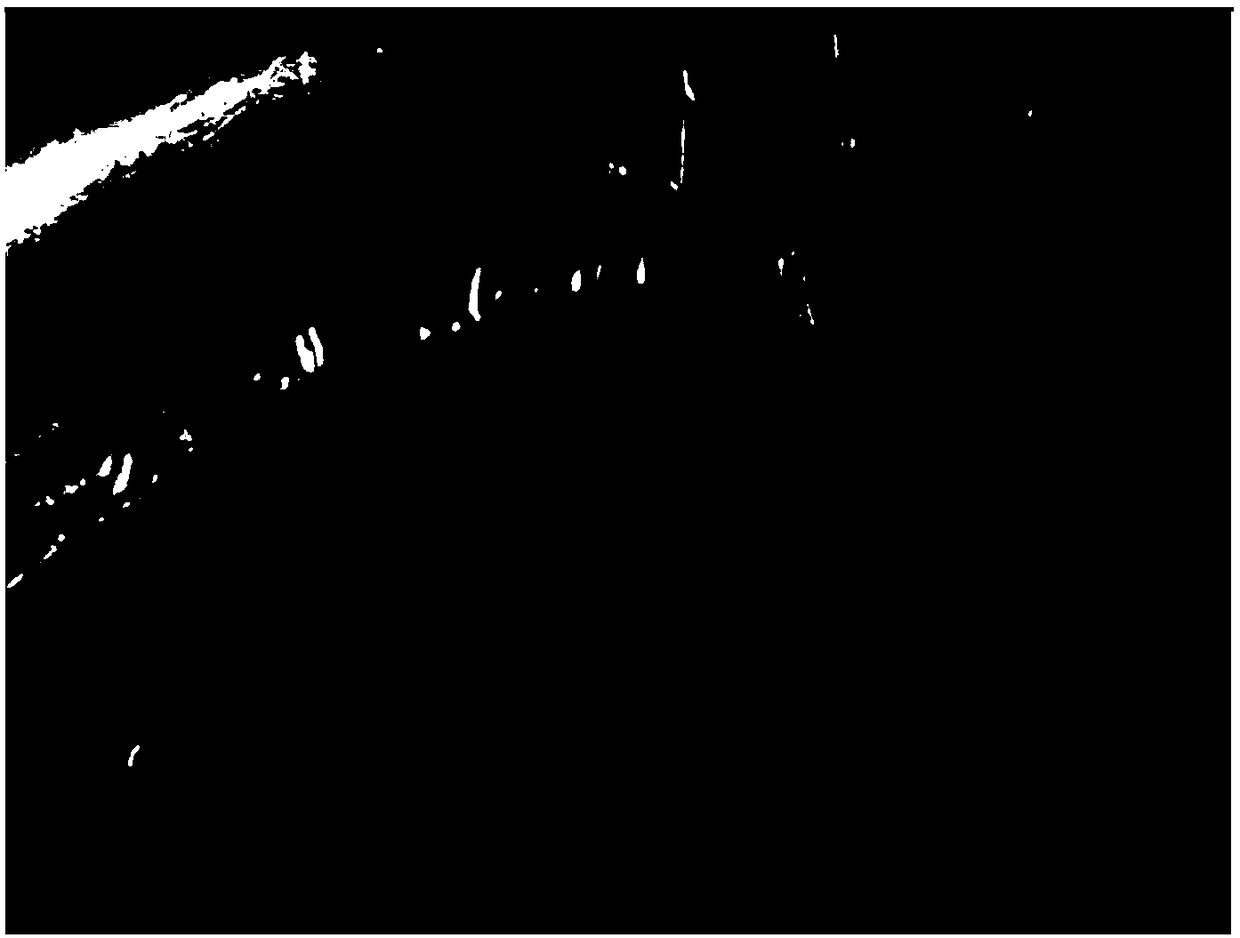 Novel feruloyl esterase, coding gene and application thereof