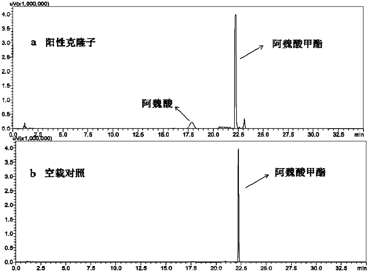 Novel feruloyl esterase, coding gene and application thereof