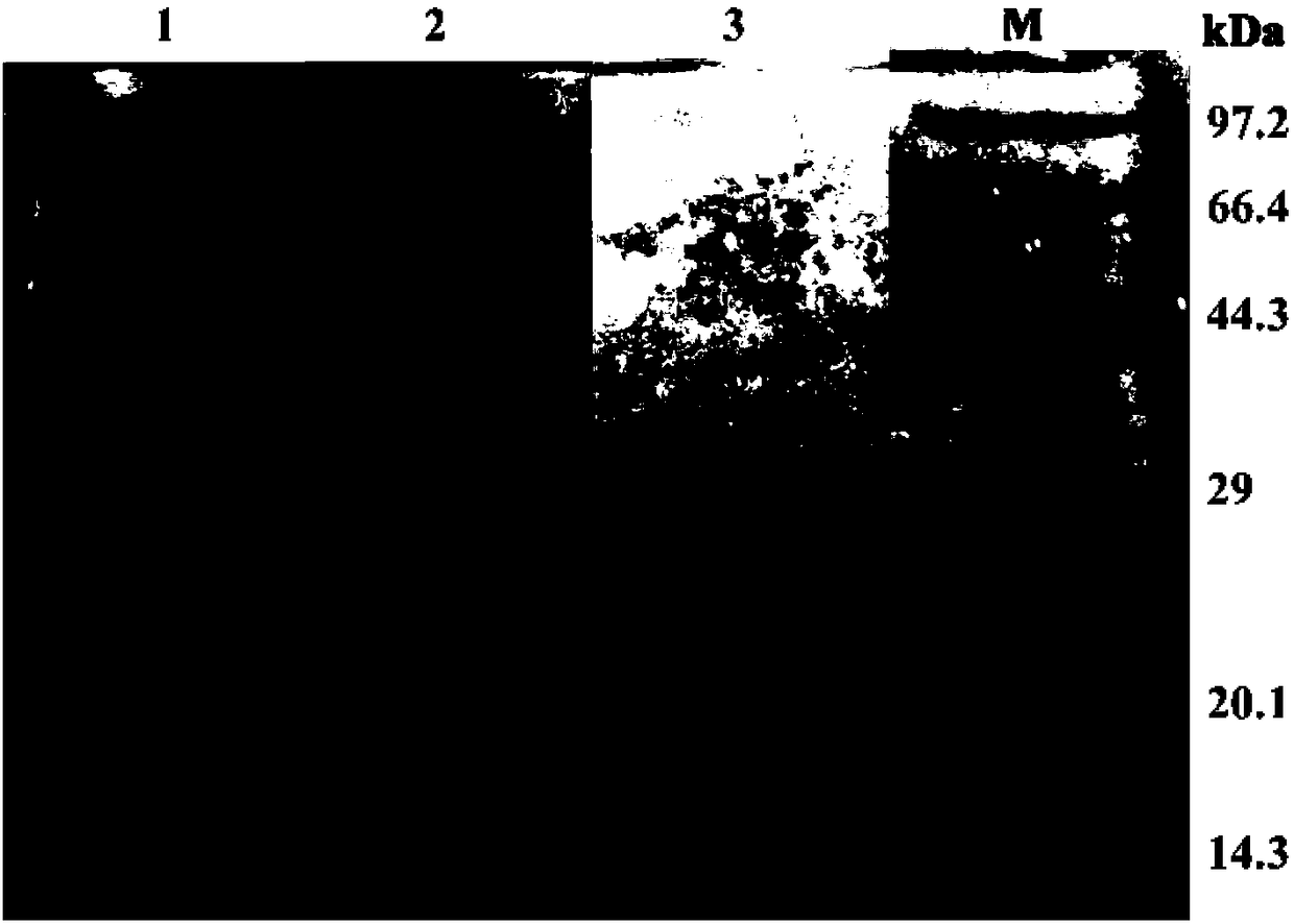 Novel feruloyl esterase, coding gene and application thereof