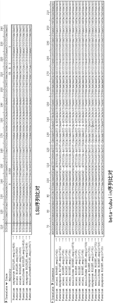 Fusarium disease pathogenic bacteria RT-PCR (reverse transcription-polymerase chain reaction) detection primer and probe combination and kit