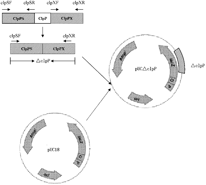 Resistance marker-free porcine actinobacillus pleuropneumoniae double-gene defective strain, construction method and application thereof