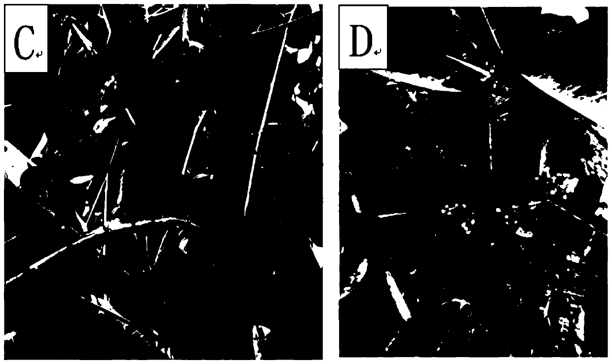 Cultivation method for promoting flower bud differentiation of Syzygium samarangense