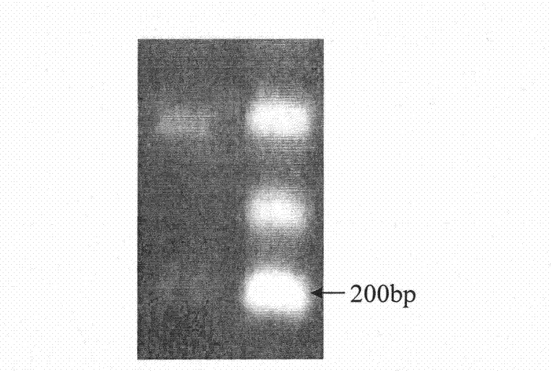 Medicine for treating coronary heart disease and preparation method thereof