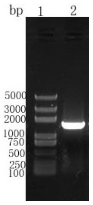 Cell line stably expressing African swine fever virus p54 protein and its preparation and application