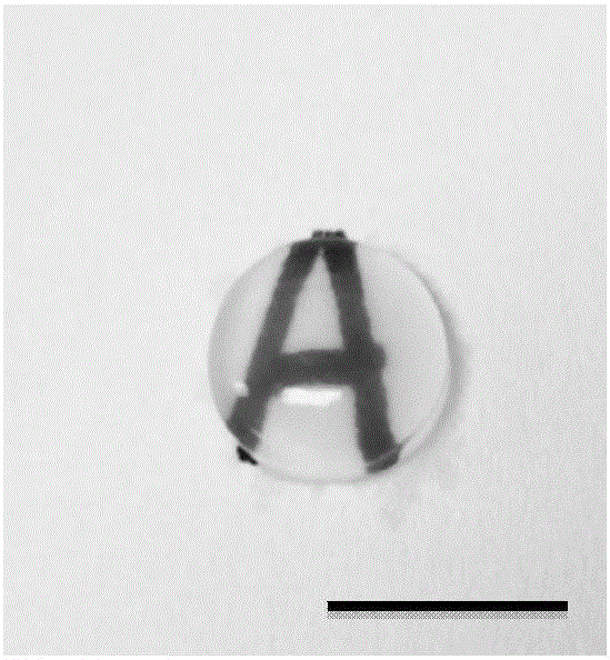 Electrostatic layer-by-layer self assembling technology modified bioengineering porcine cornea and production method thereof