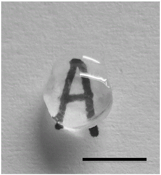 Electrostatic layer-by-layer self assembling technology modified bioengineering porcine cornea and production method thereof