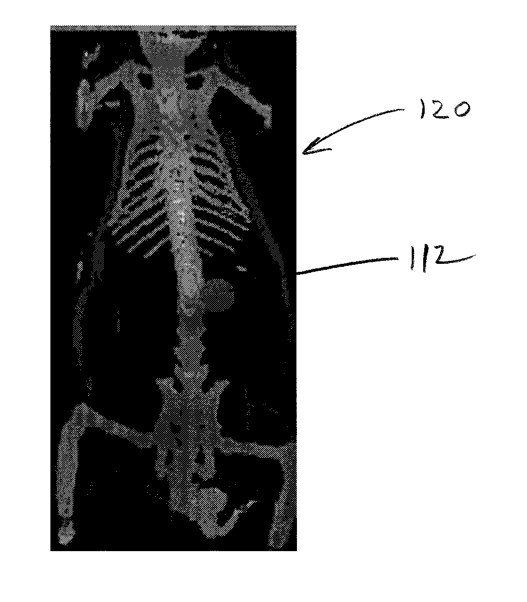 System and Method for Generating Three-Dimensional Images From Two-Dimensional Bioluminescence Images and Visualizing Tumor Shapes and Locations