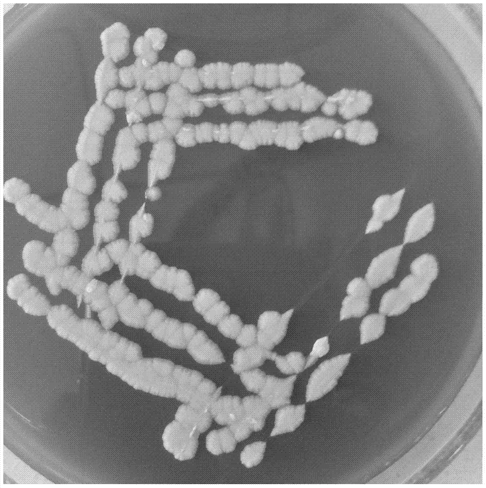 A strain of yeast for liquor brewing and its application