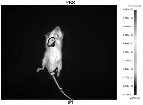 A kind of luciferase embedded in antigenic epitope peptide and its construction method and application