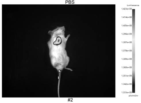 A kind of luciferase embedded in antigenic epitope peptide and its construction method and application