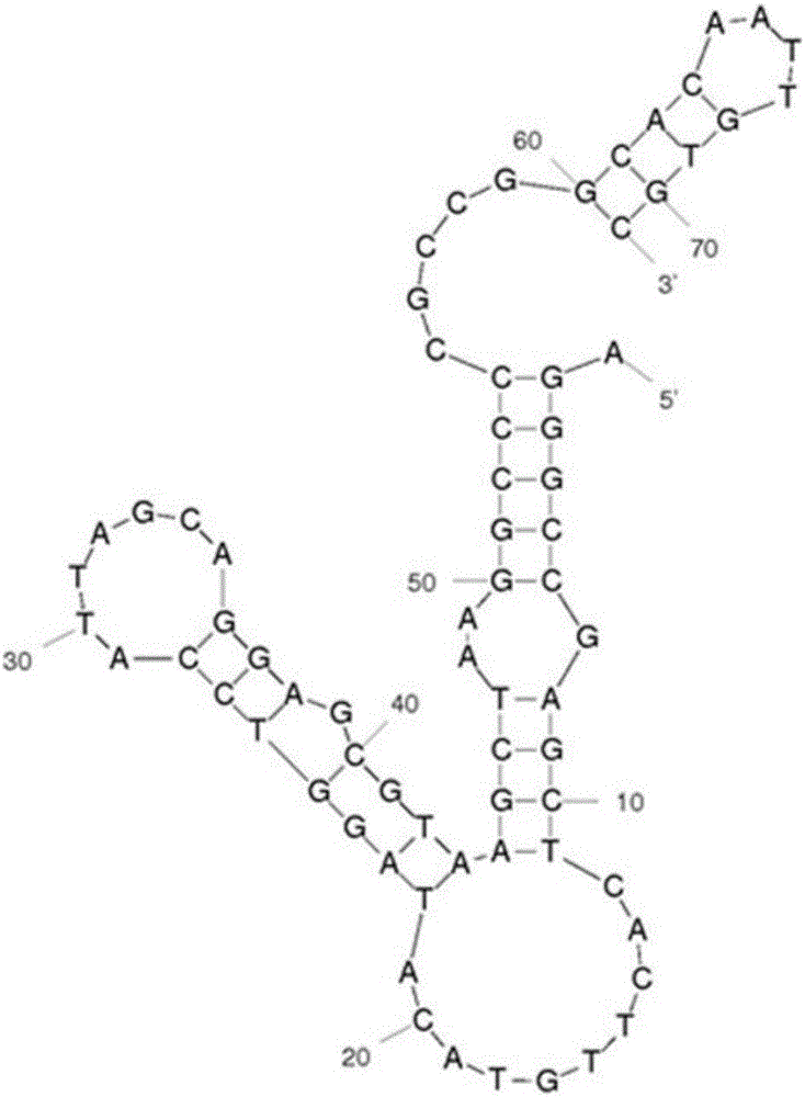 Aptamer C201 of staphylococcal enterotoxin C2 as well as screening method and application of aptamer C201