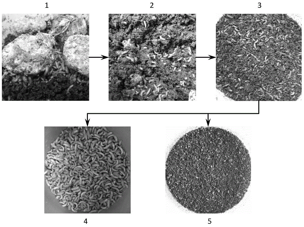 Method for converting edible mushroom root wastes through stratiomyiidae larvae