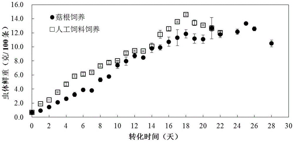 Method for converting edible mushroom root wastes through stratiomyiidae larvae