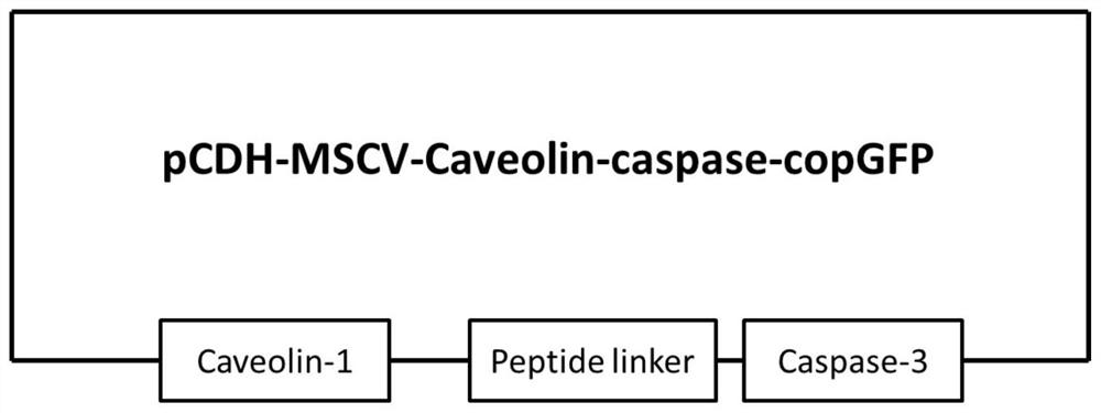 A kind of target cell for testing car-t cell killing effect and its preparation method and application