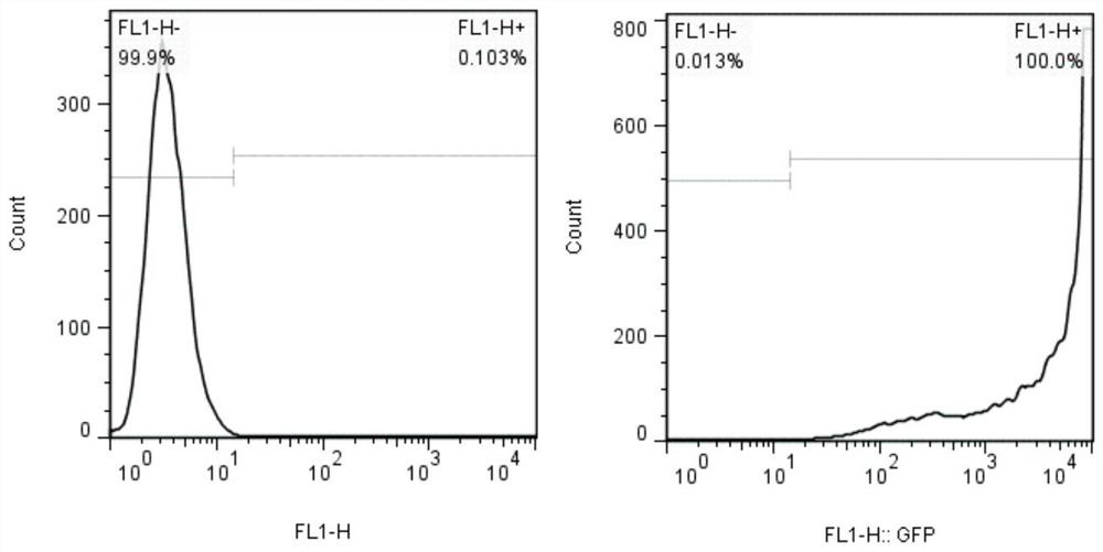 A kind of target cell for testing car-t cell killing effect and its preparation method and application