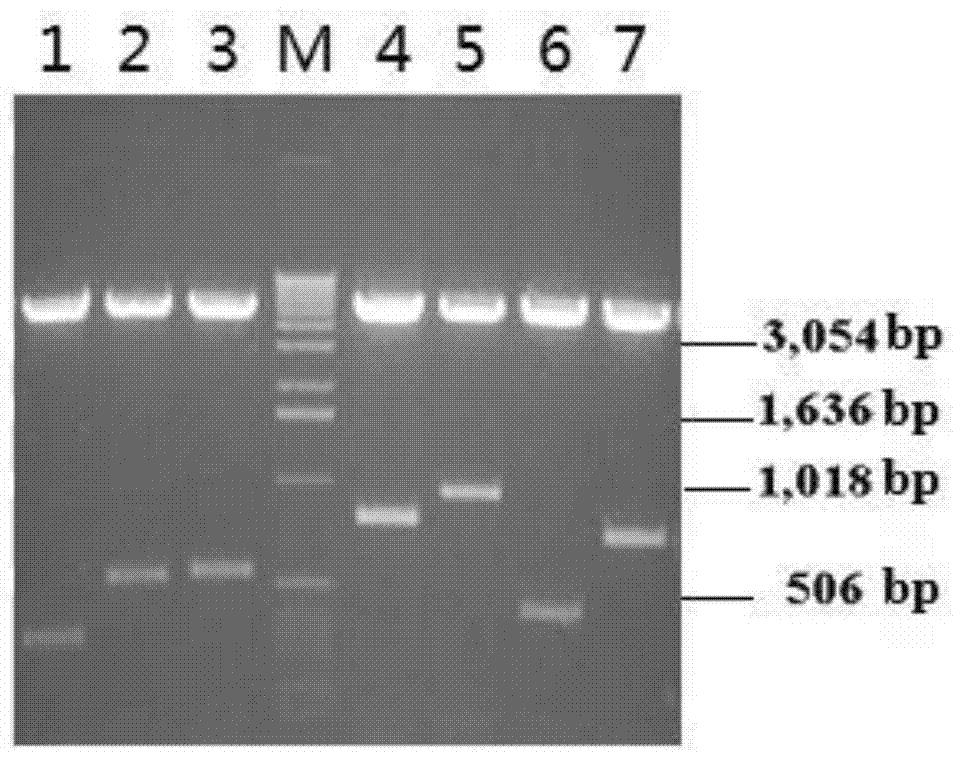 A kind of Bactrocera dorsalis antimicrobial peptide and its derivatives and application