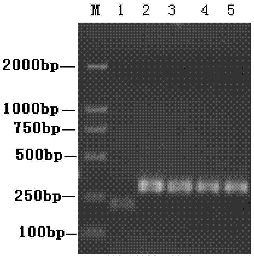 A kind of Bactrocera dorsalis antimicrobial peptide and its derivatives and application