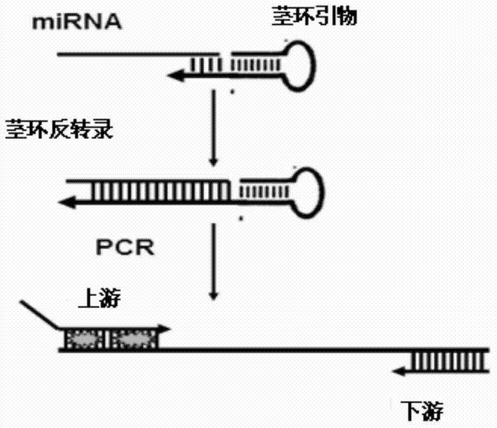 Method for detecting miRNA (micro Ribose Nucleic Acid) by improved stem-lop primer qRT-PCR (Quantitative Reverse Transcription Polymerase Chain Reaction)