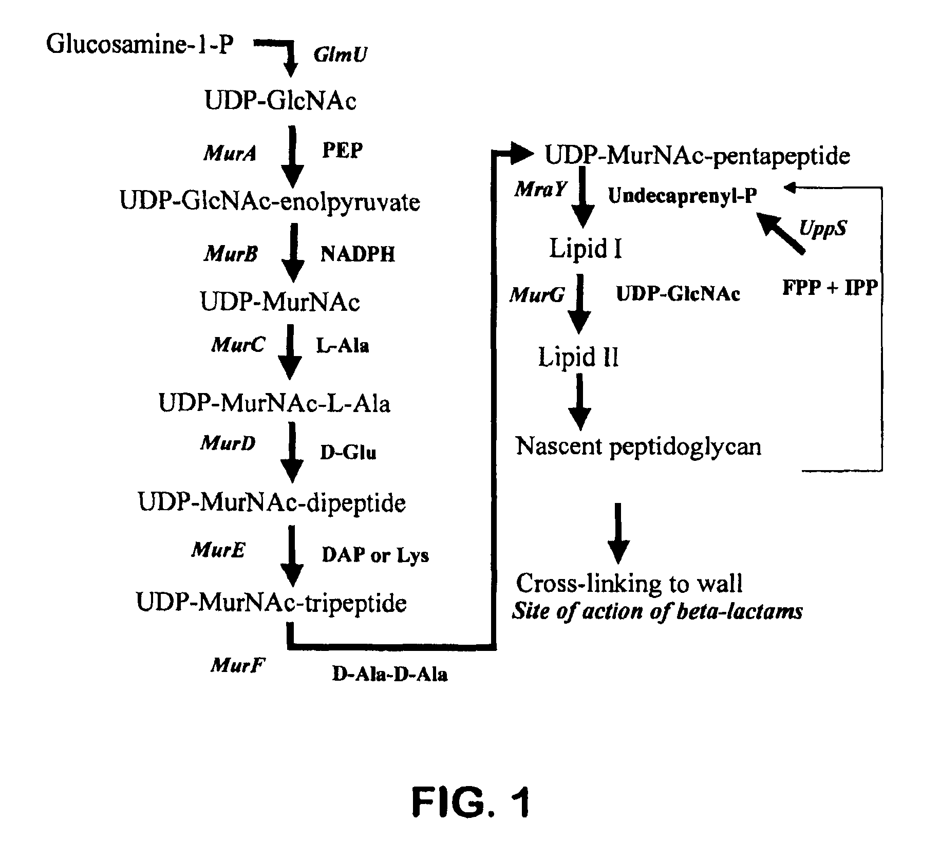 Method for identifying drug-sensitizing antisense DNA fragments and use thereof